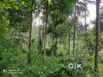 1.07 Cent East-Facing Plot for Sale in Appad, Wayana