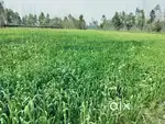18.5 Bigha Agriculture farm land for sale Near Chhutmalpur
