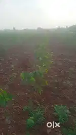 Agriculture land sale suitable for farmhouse at Doddavaram