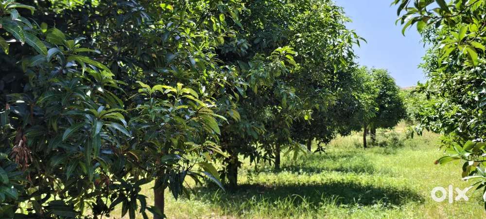 10 Acer Mango garden pure red soil 2 Acer agriculture