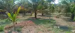 25 cence land is for sale in nada goddeangadi senapura