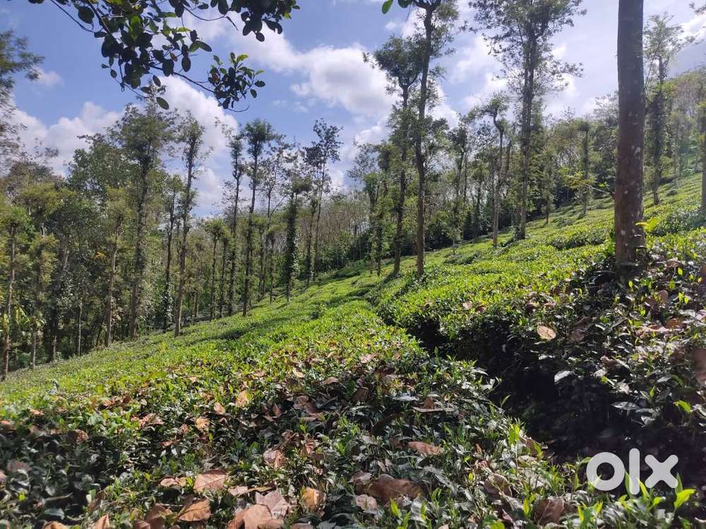 4.95 Acre Scenic Tea Plantation Plot in Kattimoola Wayanad