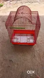 Birds cage
