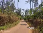 1.5 Acre Rubber Plantation for Sale in Kovalayil, Poothadi Wayanad