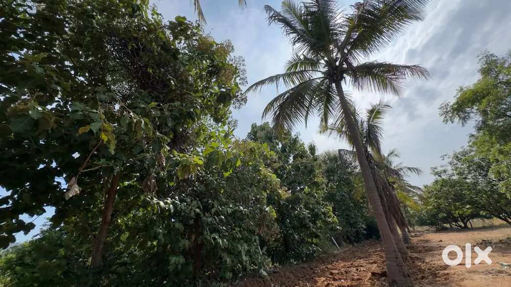 Farm land for sales in alagar kovil