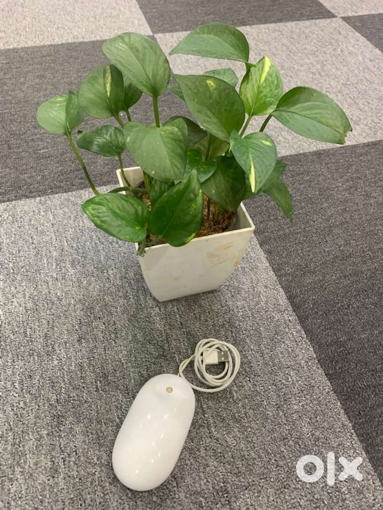 Apple wired mouse \ working good \ with bill and warranty