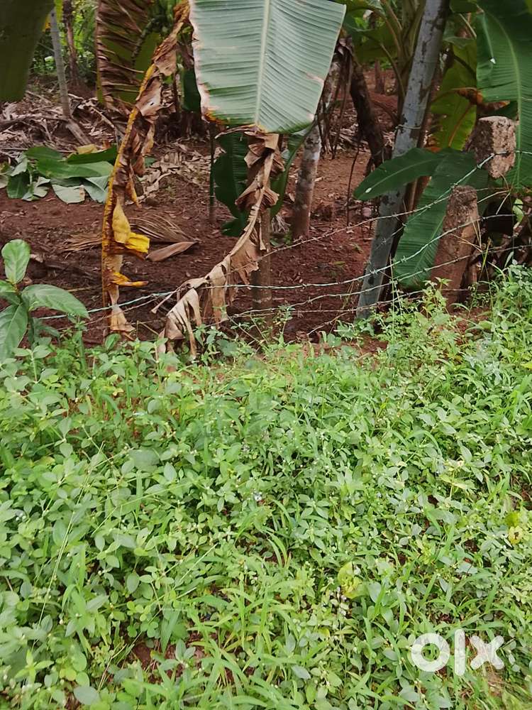 5 CENT LAND FOR SALE MANKAVU KOZHIKODE