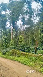 Chikkamgaluru, 22 km from Chikkamgaluru city - Land Area: 14 acres