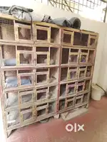 Love birds wooden cage