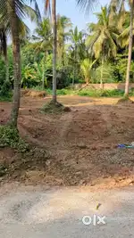 19 Cent land for sale/lease. Near Chovva cooperative spinning mill