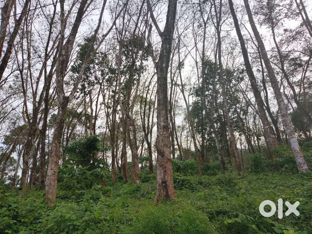 2 acre   plot for sale near venkamala temple per സെന്റ് 35000 മാത്രം,