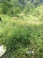 49 kanal land for lease on chamiana road,sujanpura