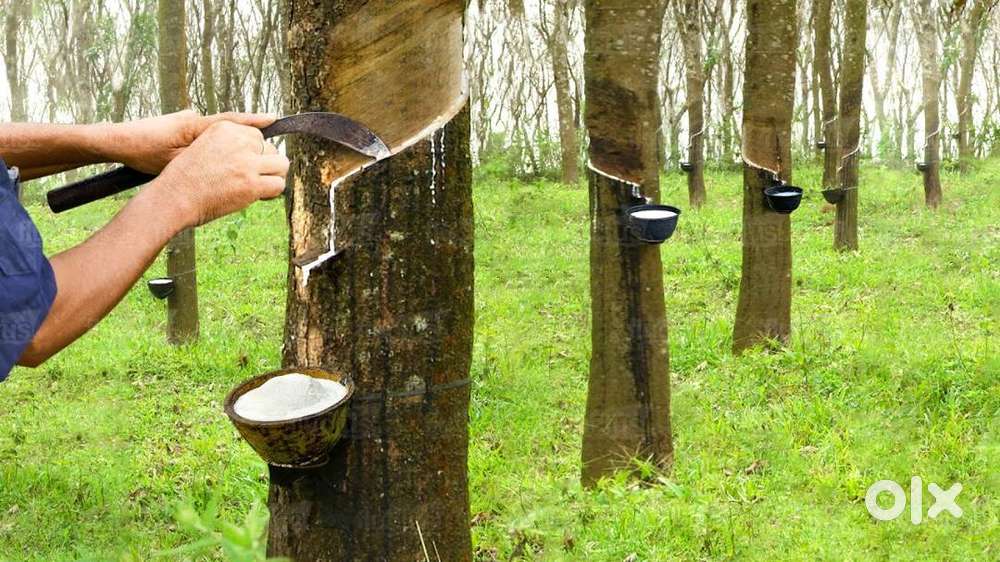 Wanted family to stay and work in the farm