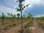 RED SANDAL PLANTATION