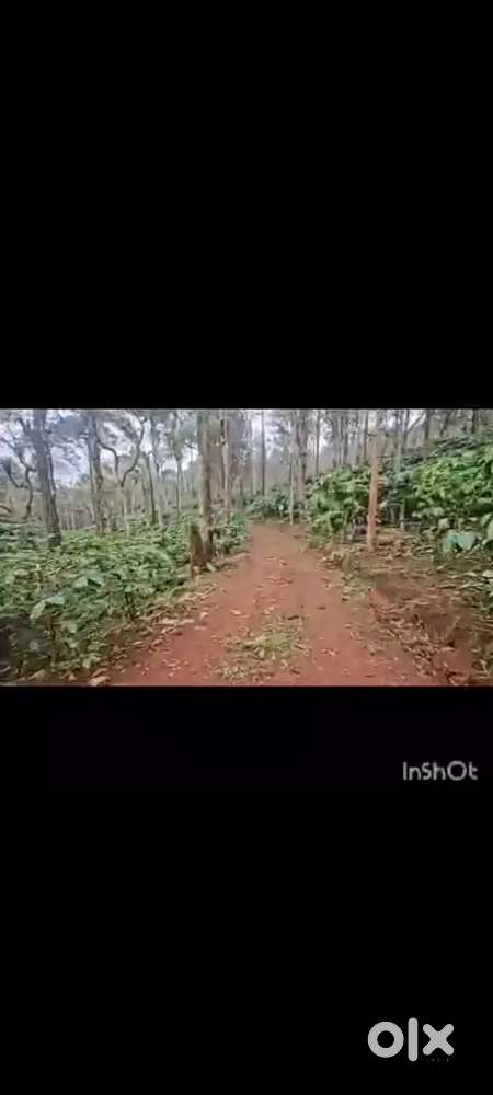 Sprawling 72acres robusta coeffe estate with excellent timber value