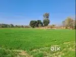Agricultural Farm Land for sale
