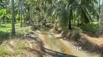 90 Cent Coconut farm with road access close to sea for sale.