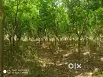 10 Acre Rubber & Areca Plantation for Sale – Byndoor