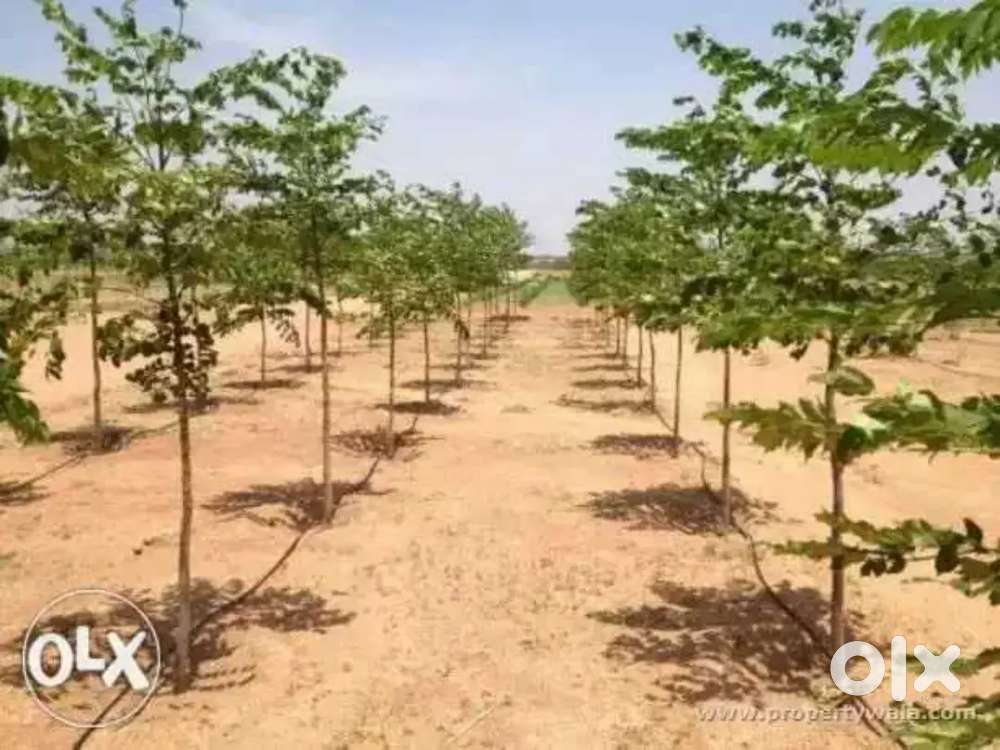 Agriculture lands for sale in Chittoor