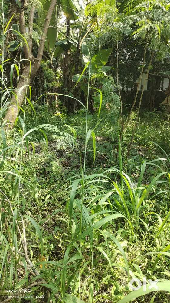 Plot sale chakkai near airport