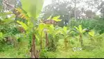 55 cent land for sale at near  marangattupally town