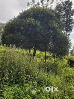 45 cent land near Soojipara water falls, Wayanad