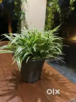 Snake plant for sale