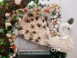 Beautiful Decor brought a week back as good as new