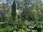Alur-Belur main road - 12 acre well-maintained estate
