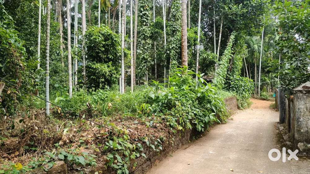 33 Cent Plot- Urgent