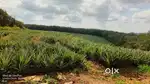 9 acre land for long term lease/ rent