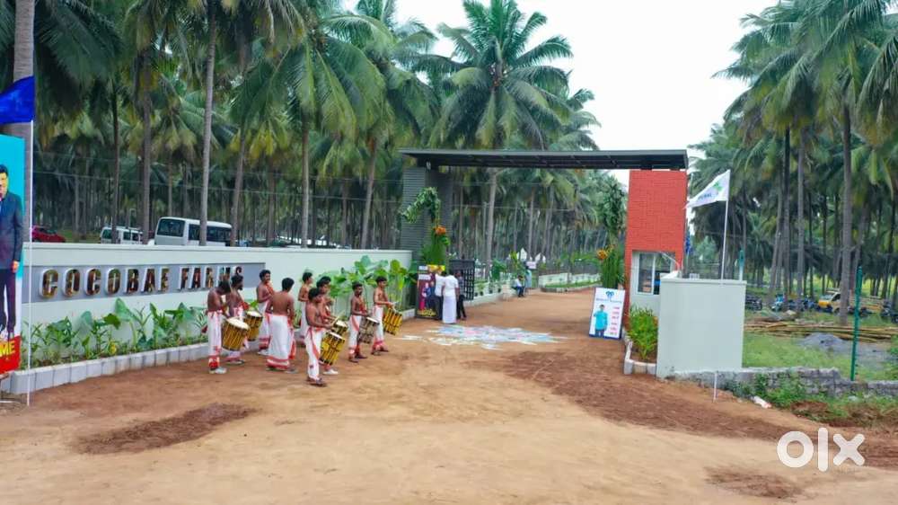 Othakalmandapam Cocount Farm land For Sale