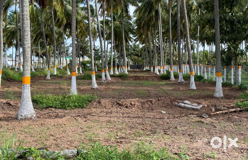 Coconut farm for sale