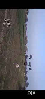 Nohsa, Phulwari Sharif, patna