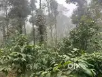 Mudigere, Chikkamgaluru - Land Area: 12 acre coffee estate