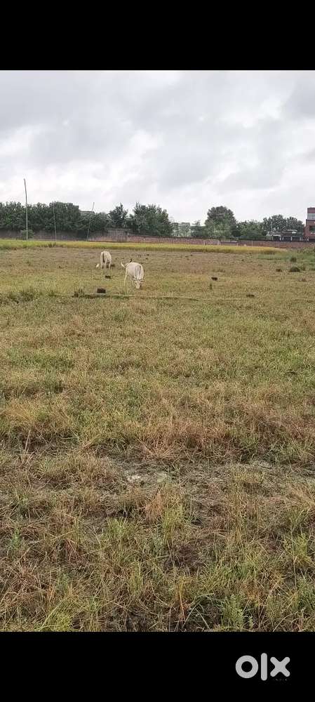 Ploting gayaji near at ssb camp dhanawa bypass road