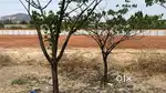 Vijayawada Highway facing open plots for sale