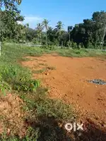 Kottayam maradi 50 cent for sale
