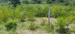 Open Land Plot