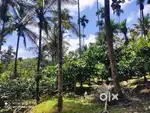 1.80 Acre Farm Land For Sale In Irulam – Kallonikunnu, Wayanad