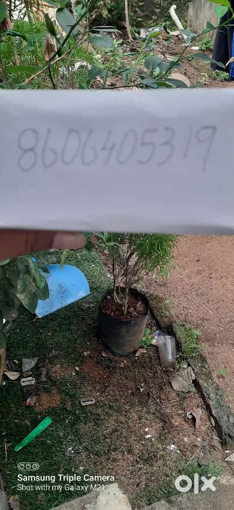 10 cent house plot is for sale in pathanamthitta to kumabazha..