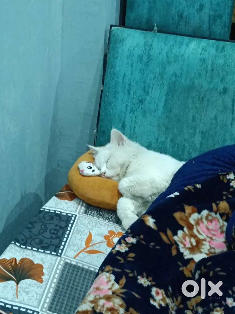 Reception and therepy