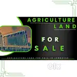 AGRICULTURE LAND FOR SALE IN JAMBUSAR