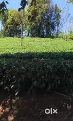 Vagamon Vattapathal 37 Cent LA Pattayam Land For Sale