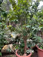 Plant nursery kelasakke daily wage jana beku
