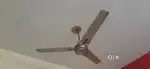 Ceiling Fan Orient PSPO