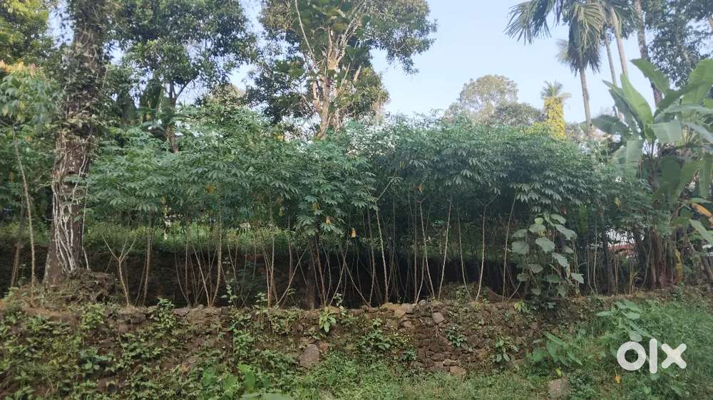 Land for sale near by sabarimala green field estate