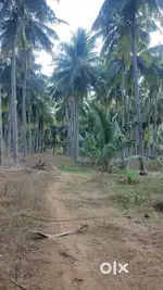 Pollachi to palakkad road nearly agriculture land sales