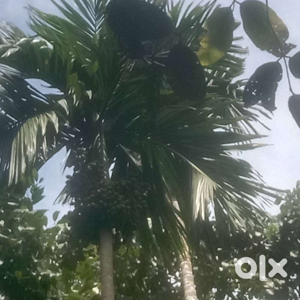 4 coconut trees, 2 beetalnut trees