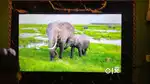 Mi 50 inch FHD  led smart tv